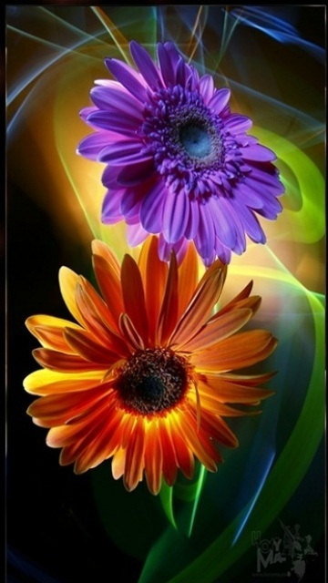 Download flower 360 X 640 Wallpapers - 1997435 | mobile9