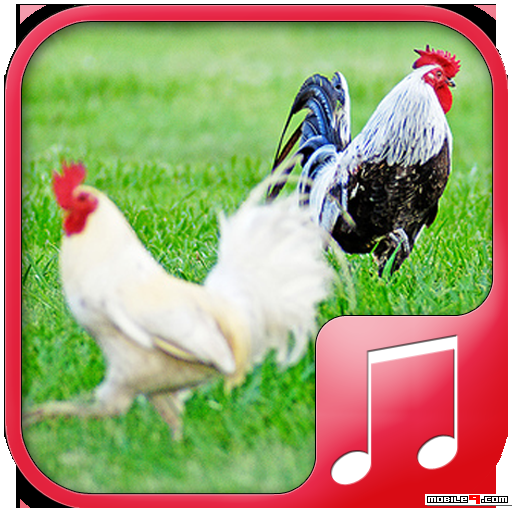 chicken sounds youtube