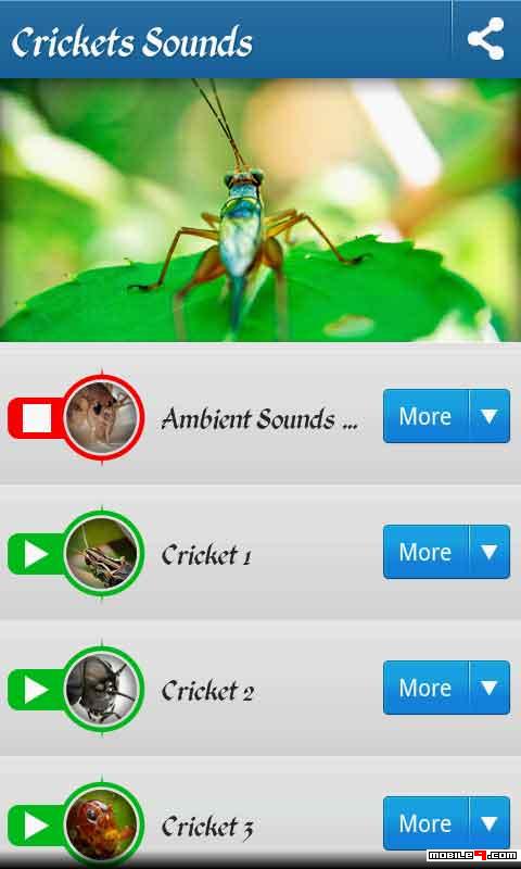 cricket sounds meaning